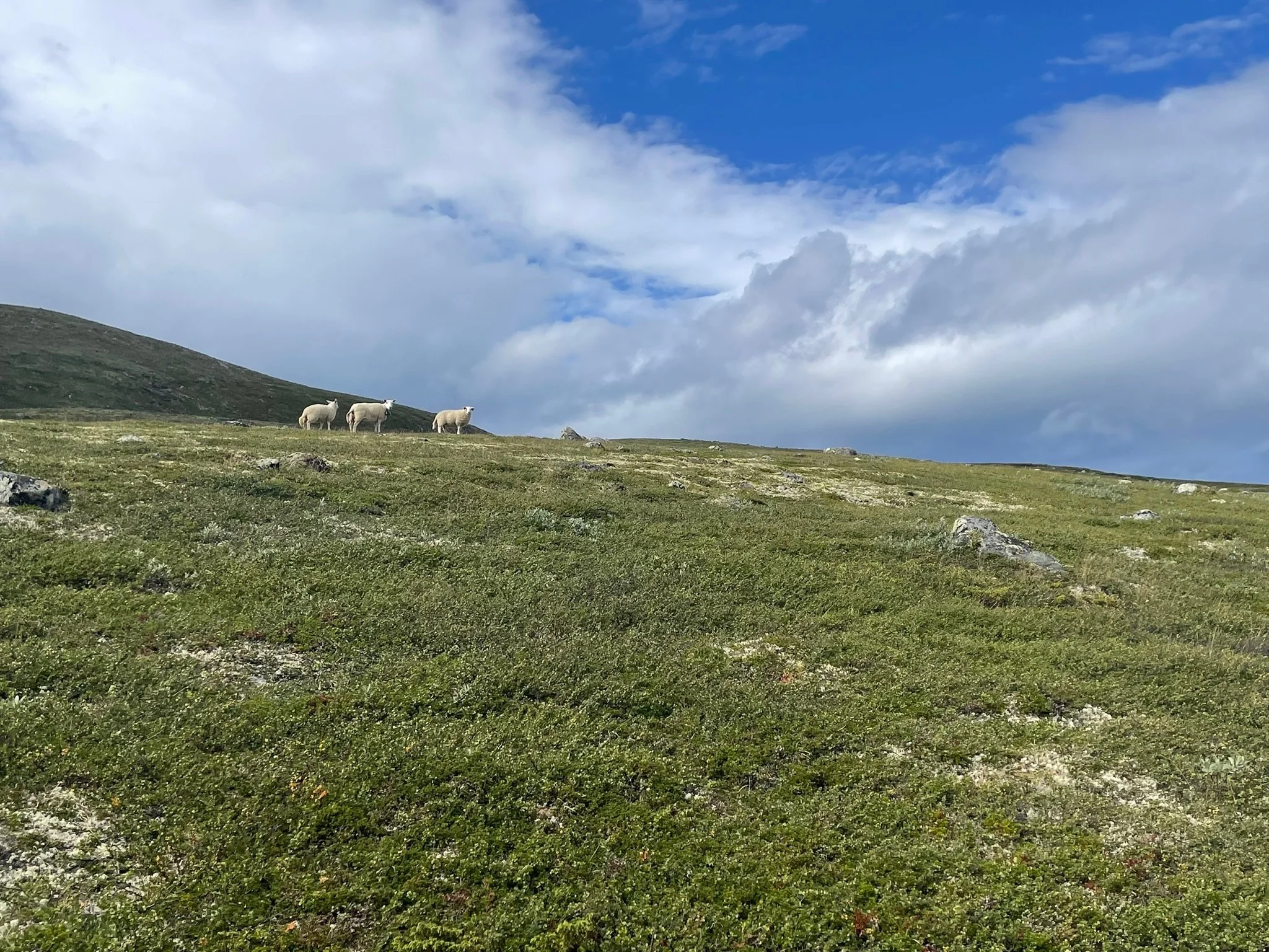 three sheep on a hill in Norway