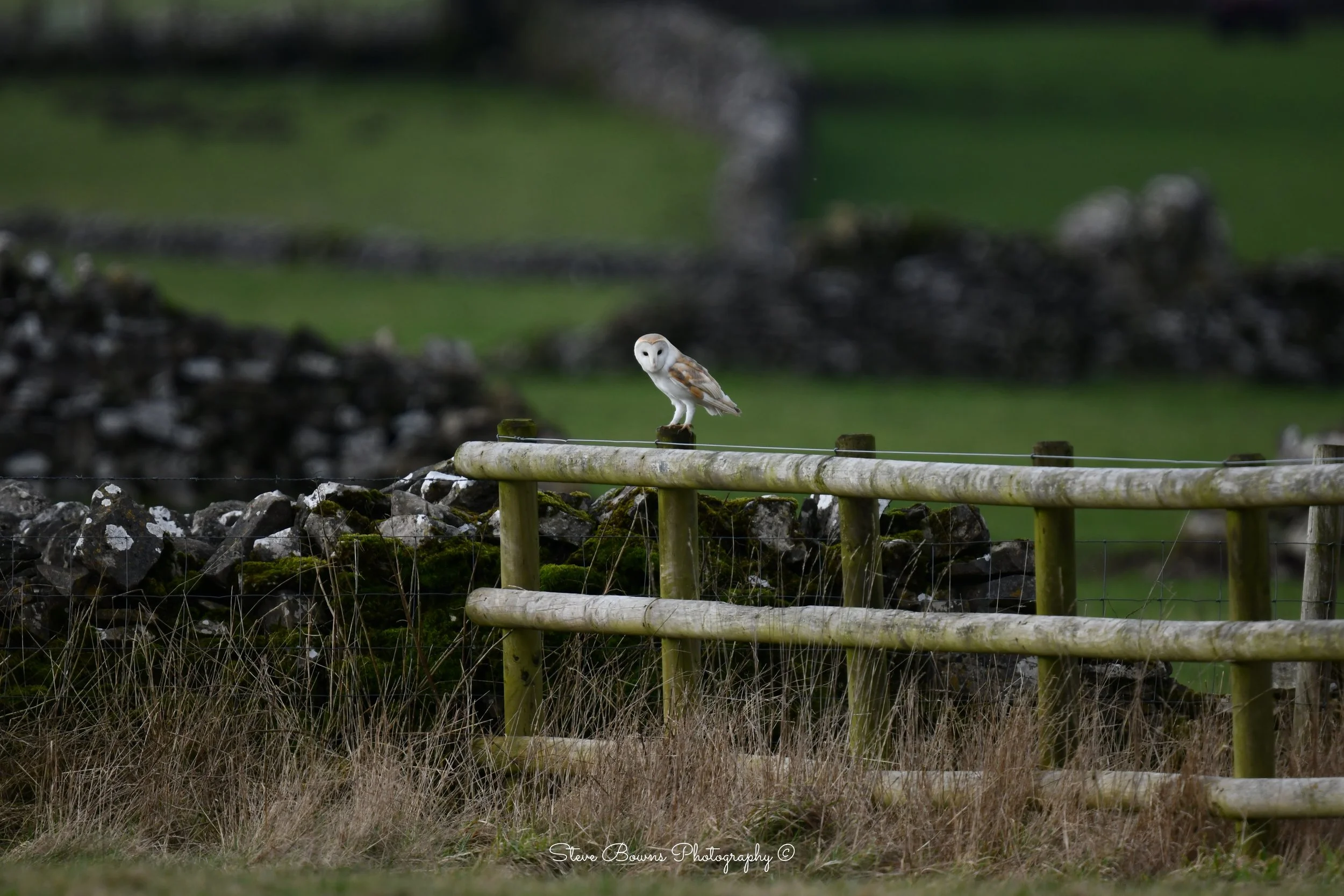 A barn owl perches silently on a wooden fence post in the Peak District.