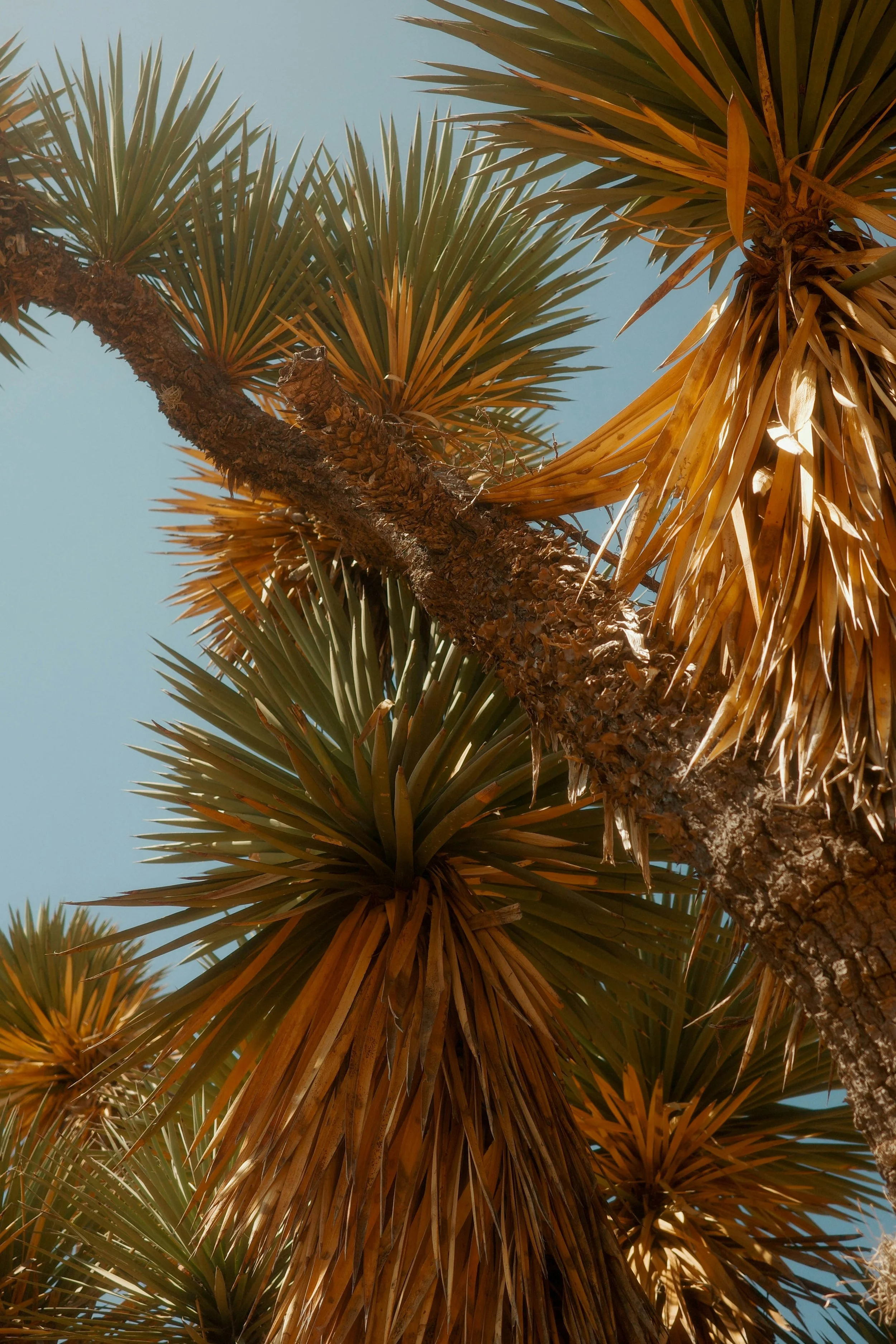 Close-up of a desert tree with spiky leaves and a thick trunk against a clear blue sky.