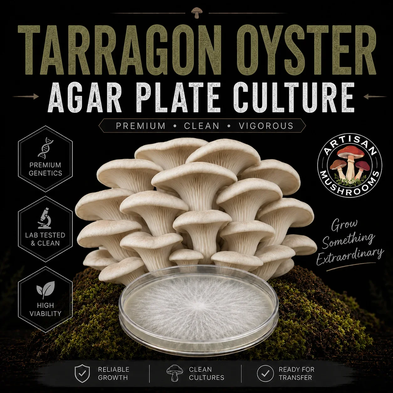 Tarragon Oyster Agar Plate Culture
