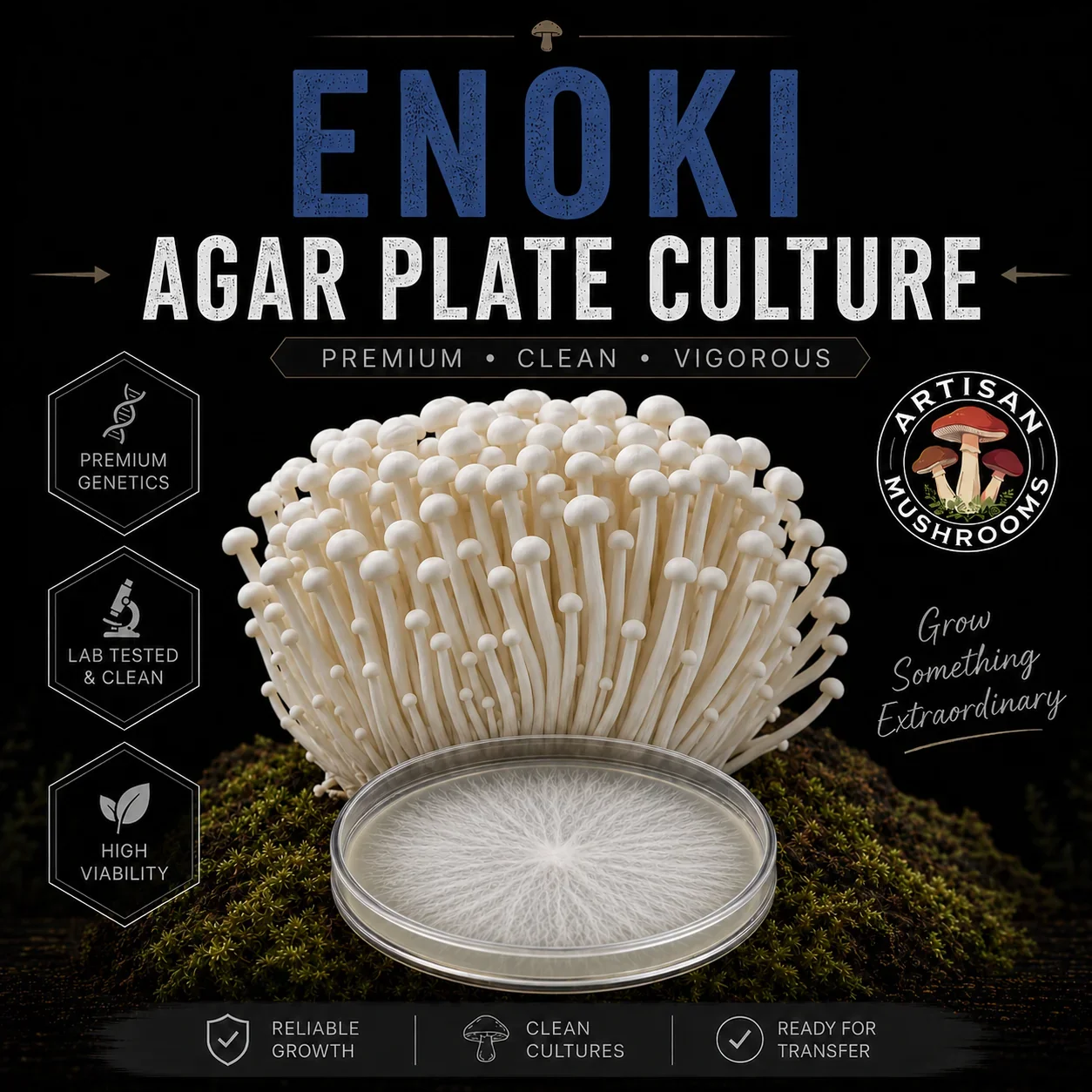 Enoki (Flammulina filiformis) mushroom mycelium agar plate culture with a realistic mushroom cluster on a dark Artisan Mushrooms product background.