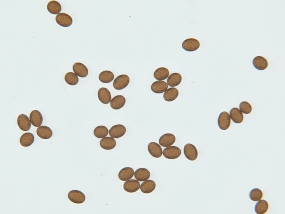 Hawaii (PES) Spore Syringe