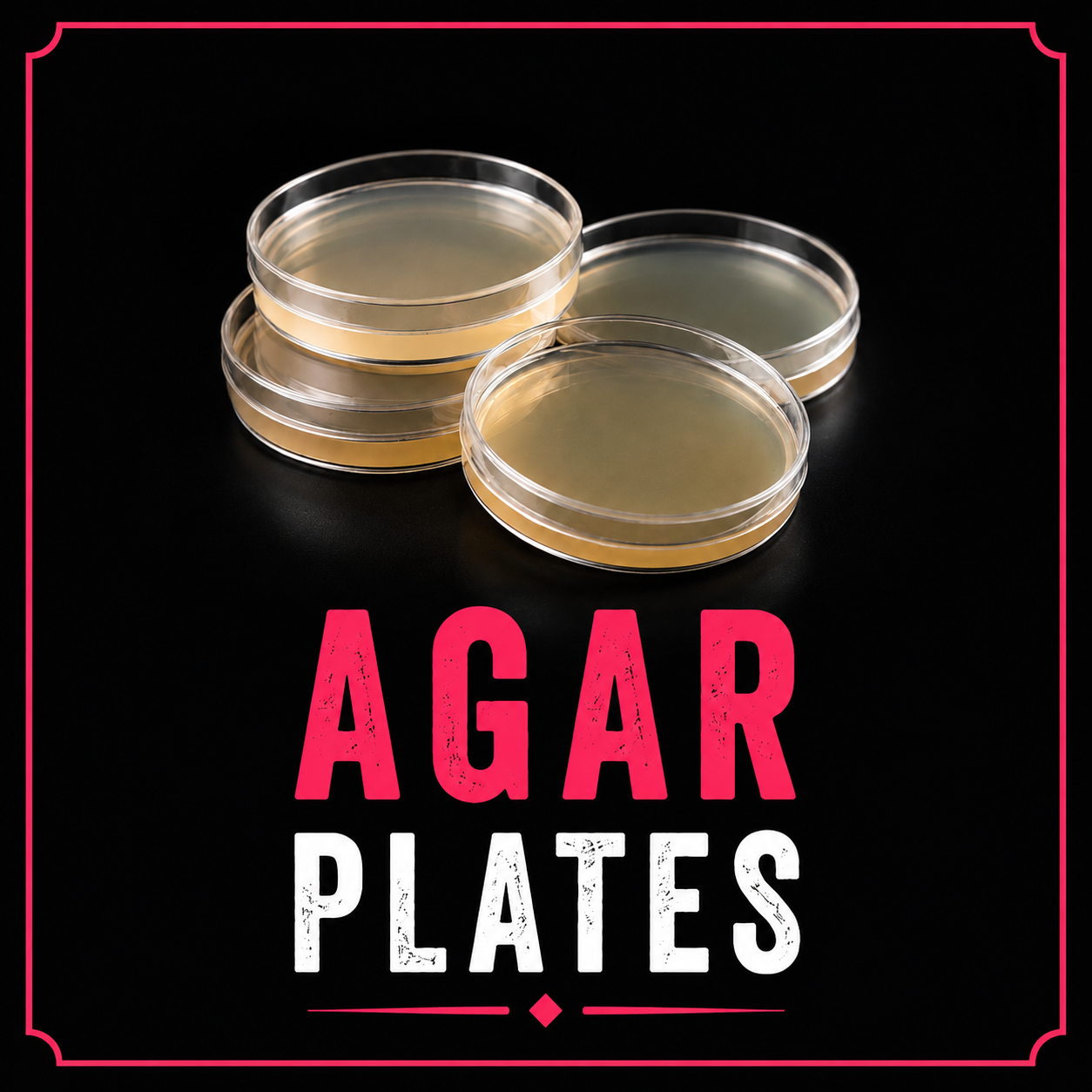 Sterile agar plates for mushroom culture work, cloning, isolation and laboratory use.