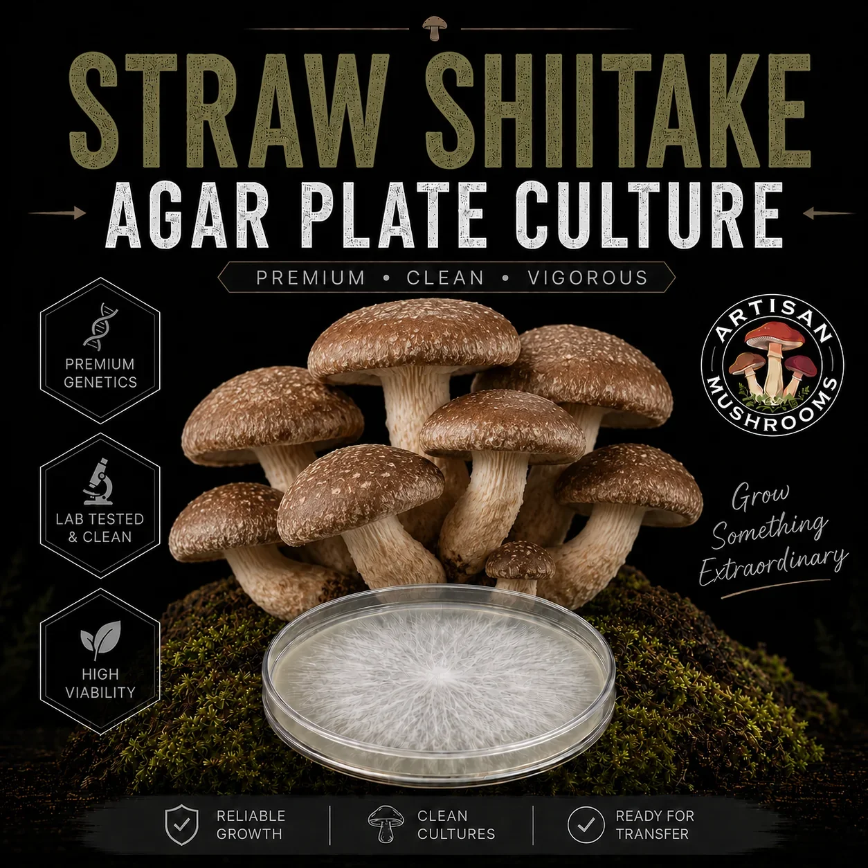 Shiitake Straw Agar Plate Culture