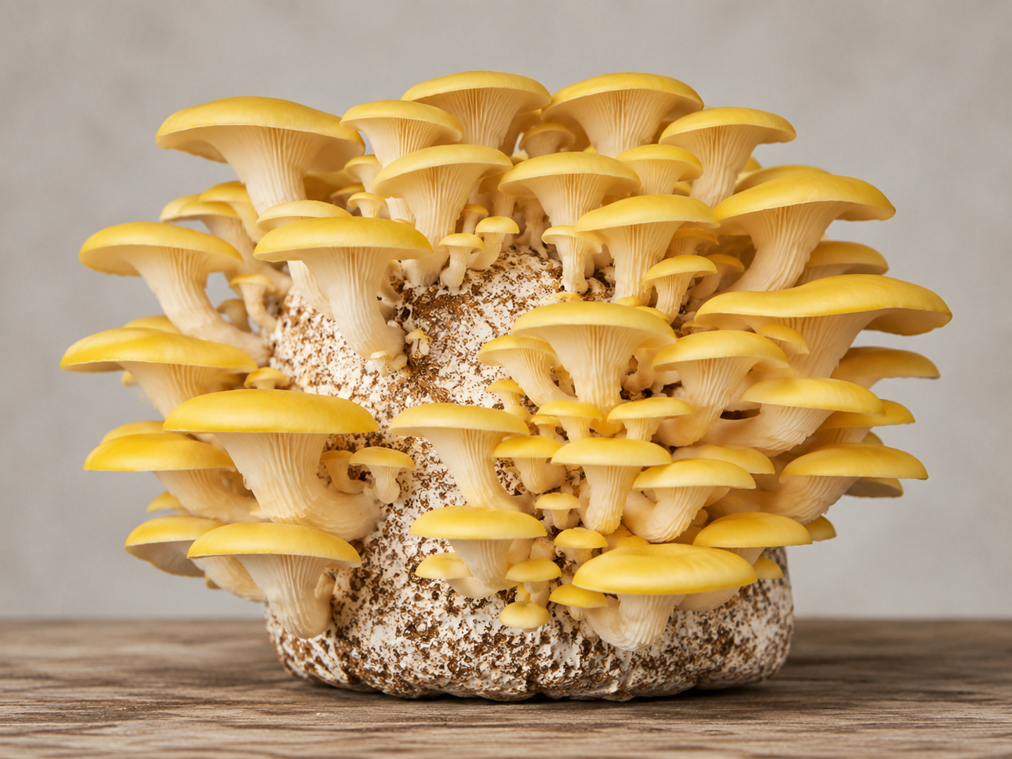 How To Grow Golden Oyster Mushrooms: Complete Growing Guide