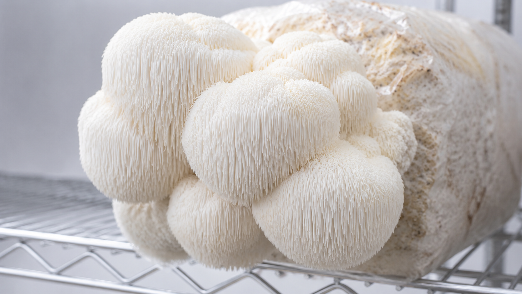 How to Grow Lion's Mane Mushrooms Using a Ready-to-Inoculate Grow Bag