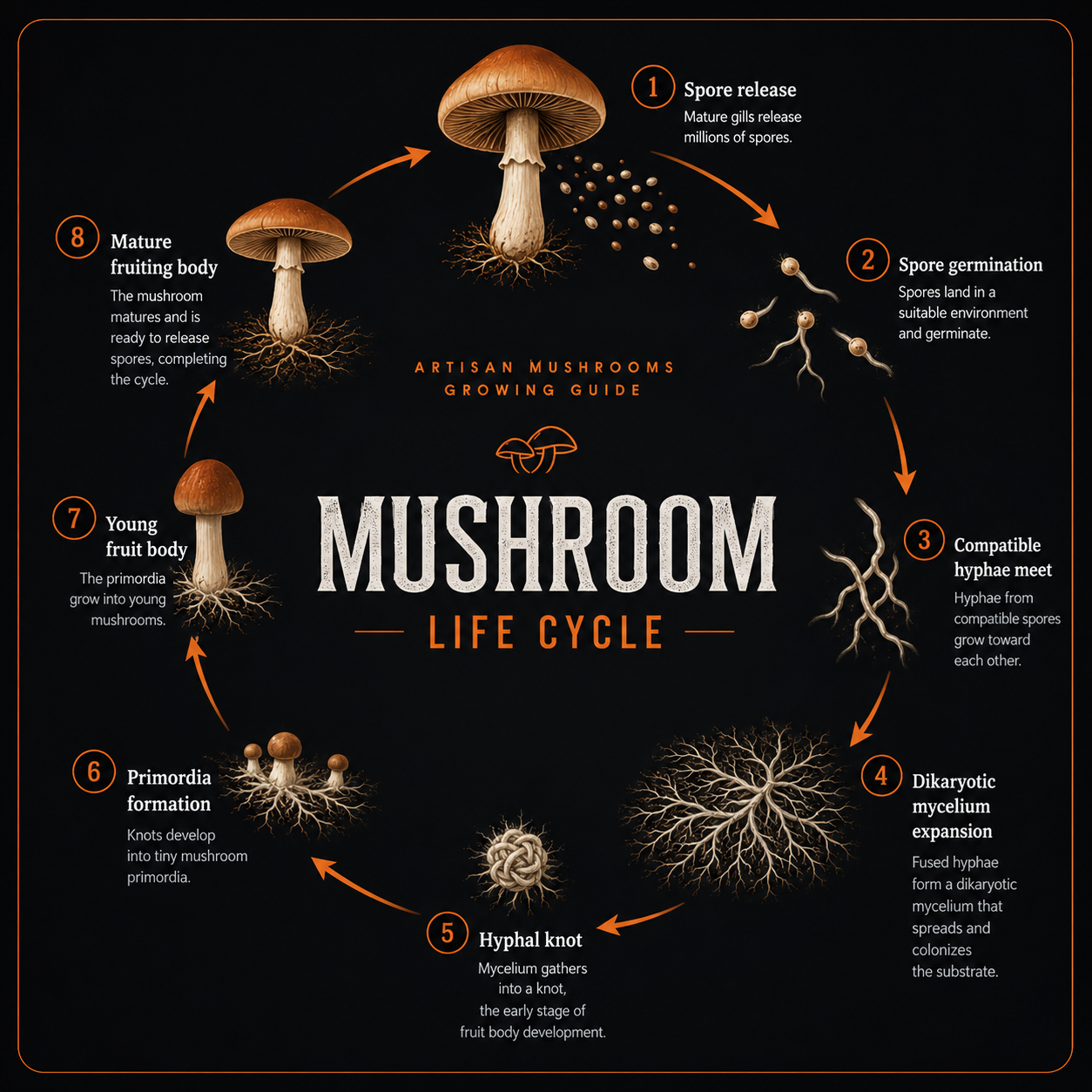 Understanding Fungi: Mushroom Life Cycle, Mycelium and Home Growing