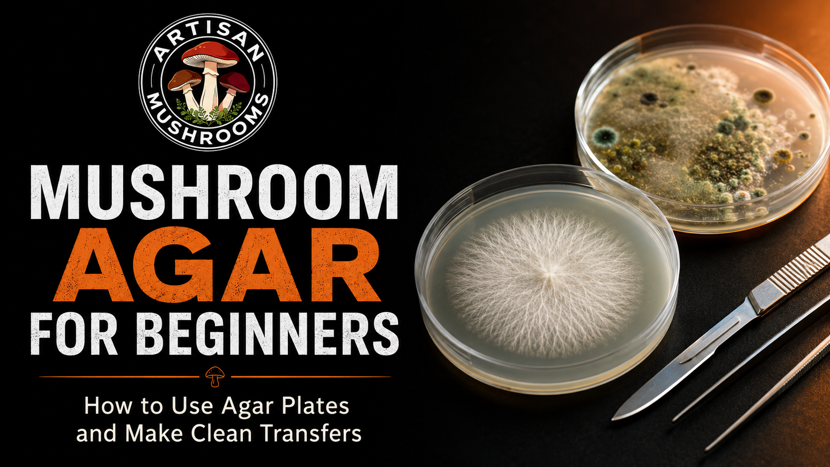 Mushroom Agar for Beginners: How to Use Agar Plates and Make Clean Transfers