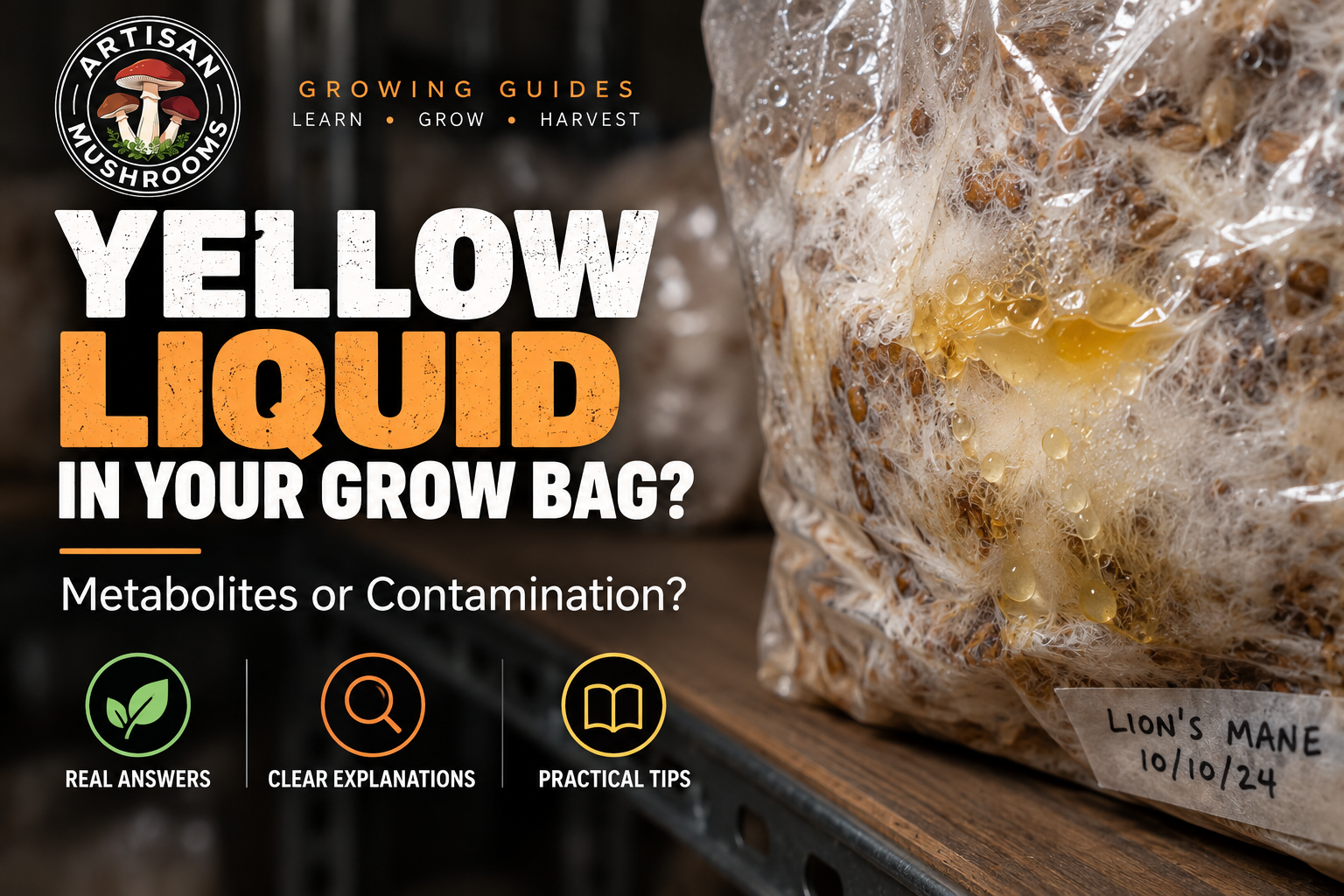 Mushroom Metabolites: What Is the Yellow Liquid in My Grow Bag?