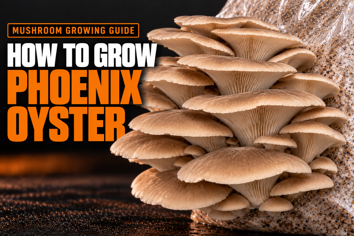 How to grow Phoenix Oyster mushrooms, showing a large creamy-brown cluster fruiting from a clear grow bag