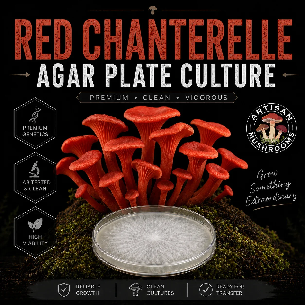 Red Chanterelle Agar Plate Culture