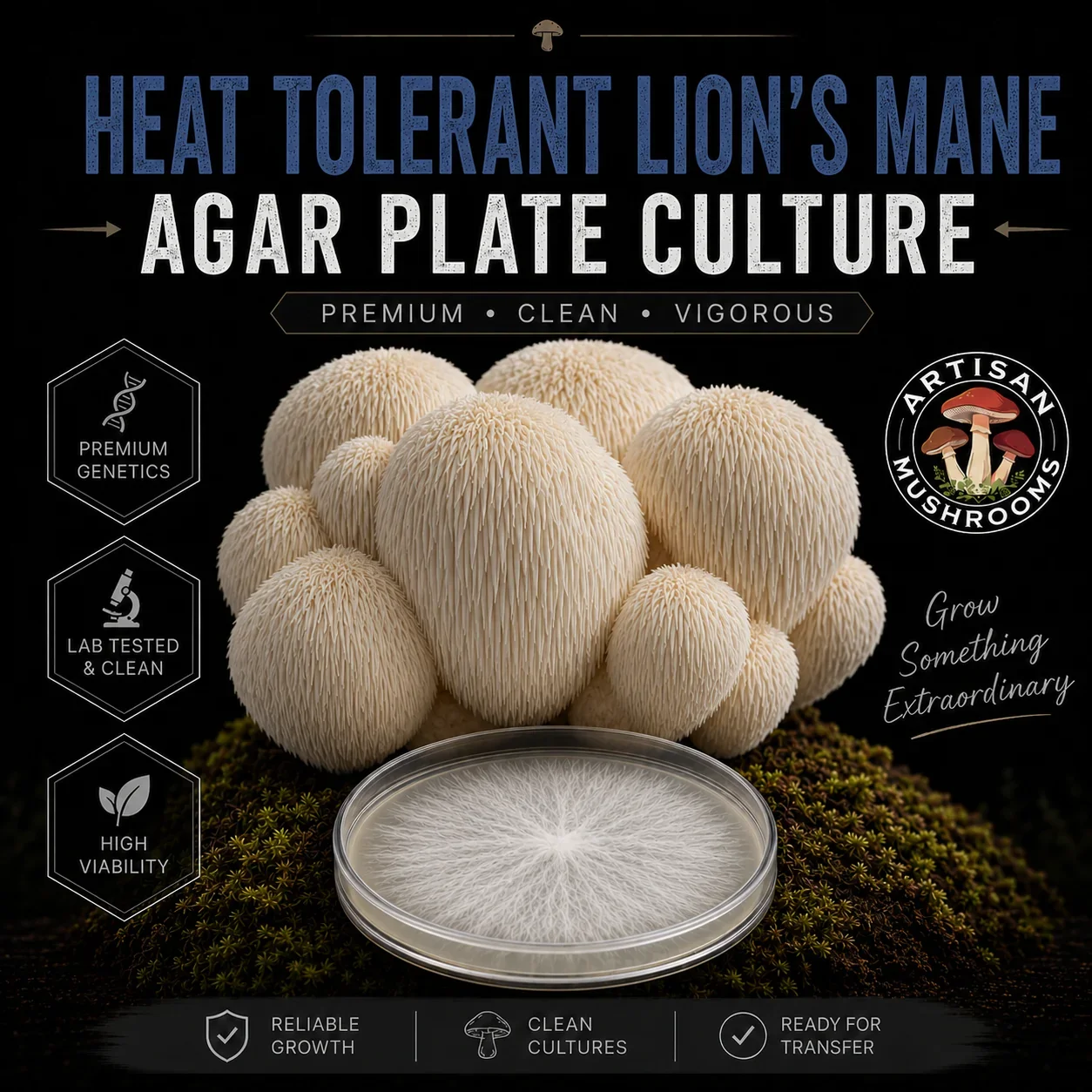 Lion's Mane Heat Tolerant Agar Plate Culture