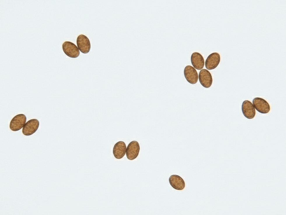 Mazatapec Spore Syringe