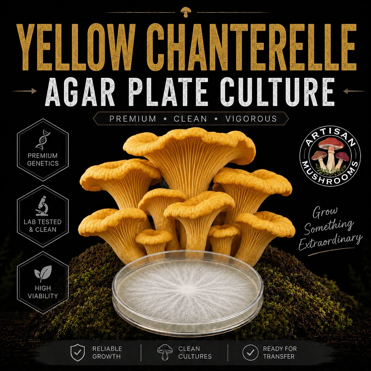 Yellow Chanterelle Agar Plate Culture