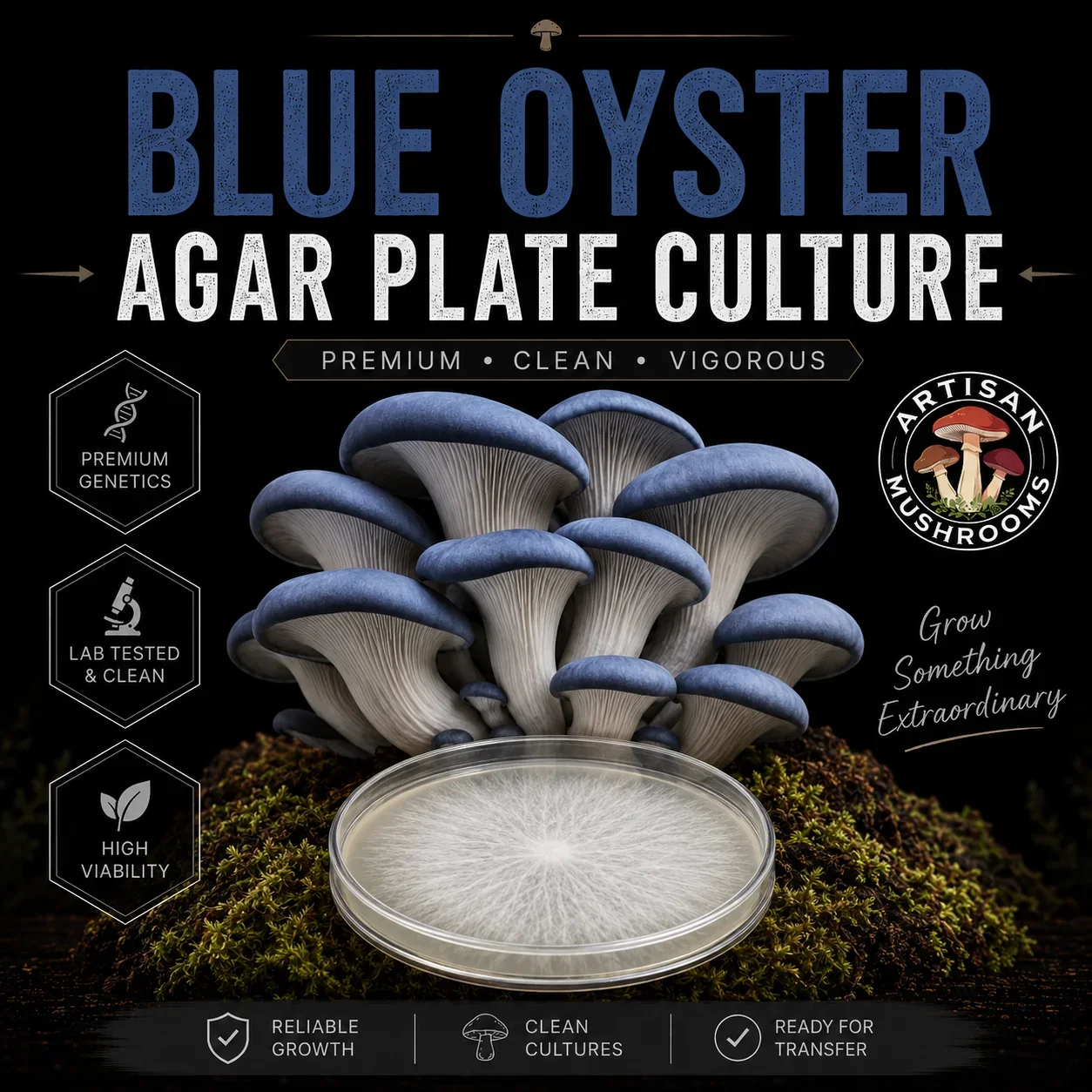 Blue Oyster Agar Plate Culture