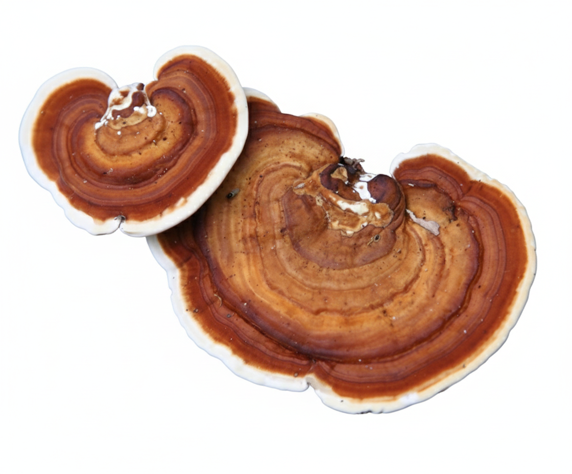 Hemlock Reishi