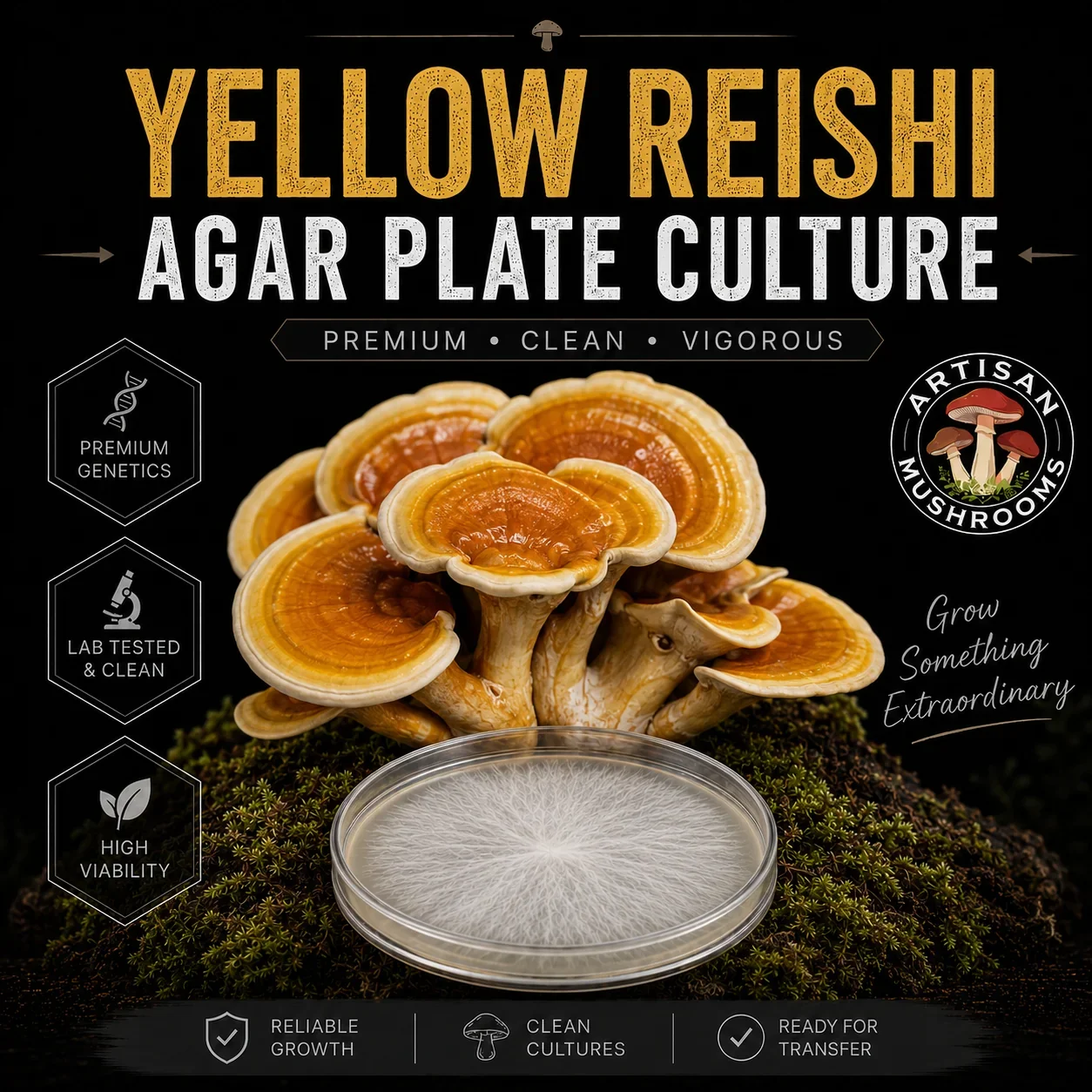 Yellow Reishi Agar Plate Culture