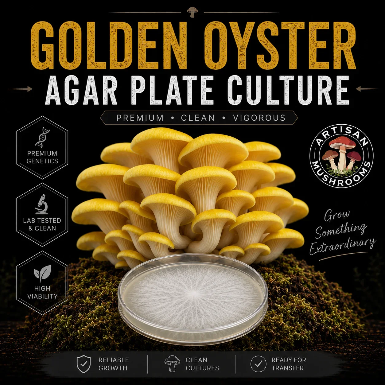 Golden Oyster (Pleurotus citrinopileatus) mushroom mycelium agar plate culture with a realistic mushroom cluster on a dark Artisan Mushrooms product background.
