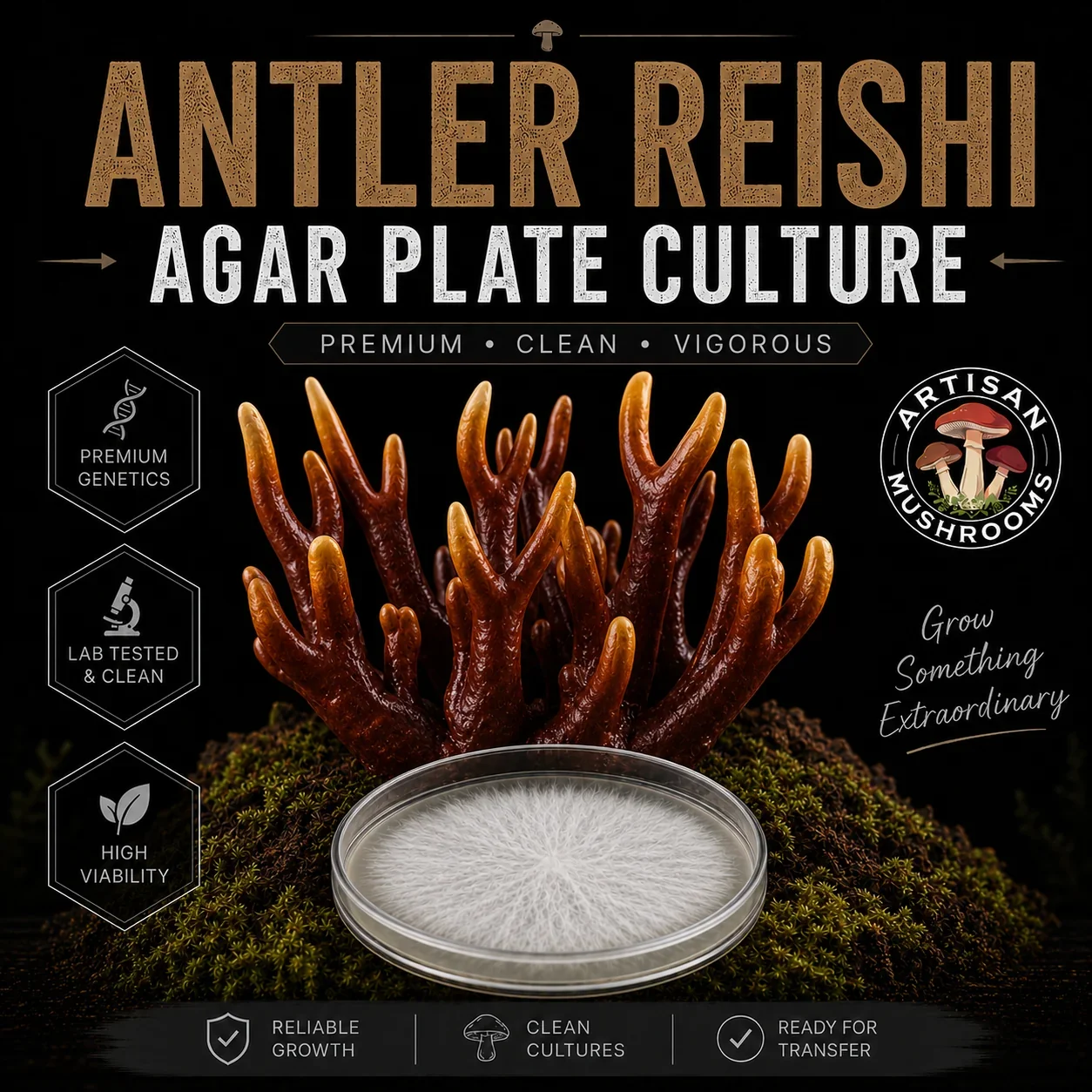 Antler Reishi Agar Plate Culture