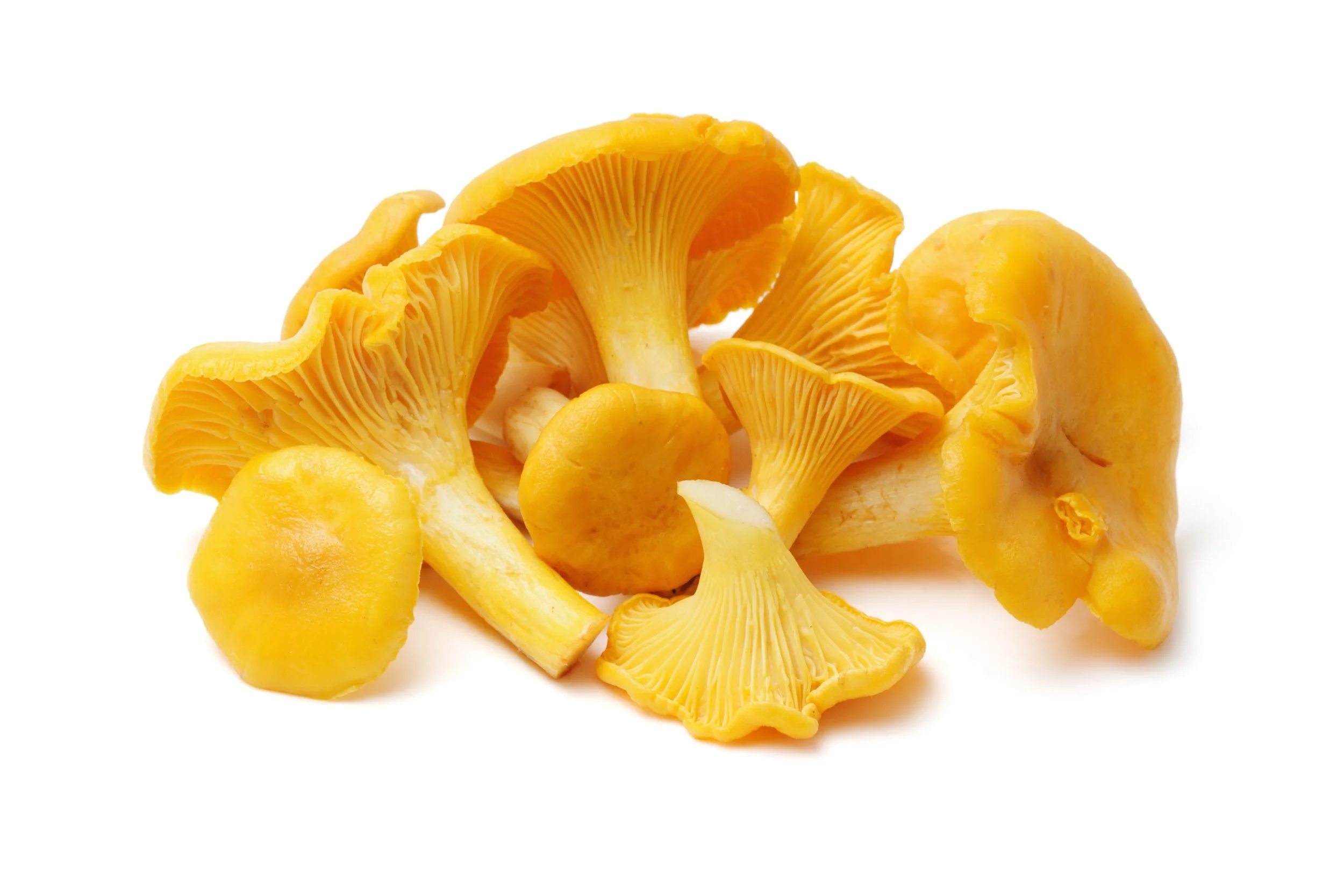 Yellow Chanterelle