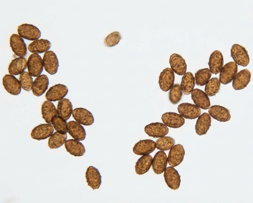 Golden Teacher Spore Syringe