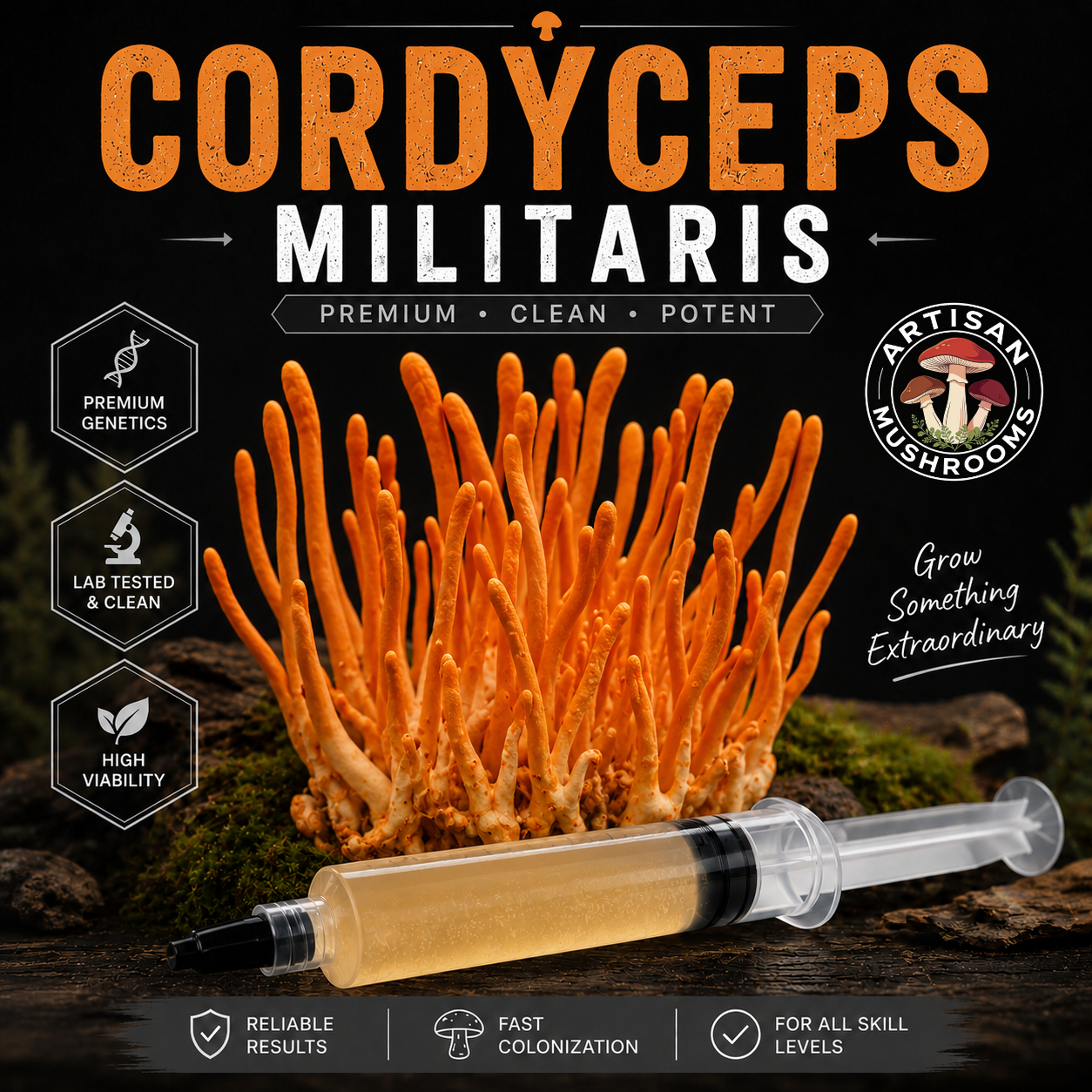 Cordyceps Militaris