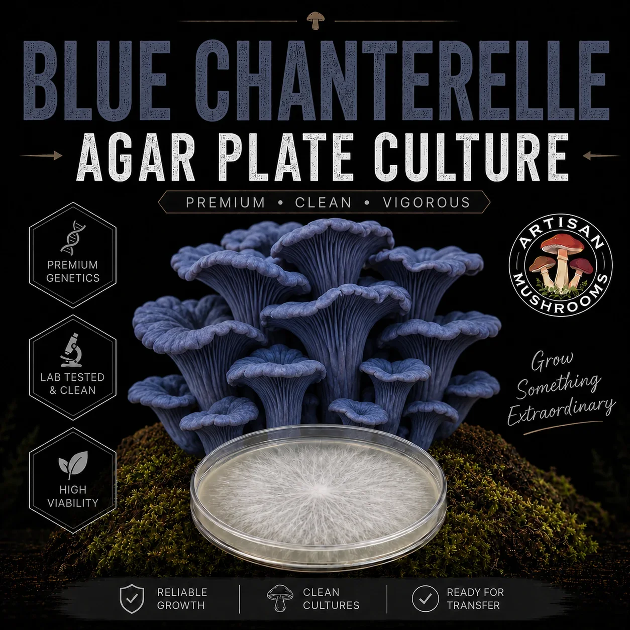 Blue Chanterelle Agar Plate Culture