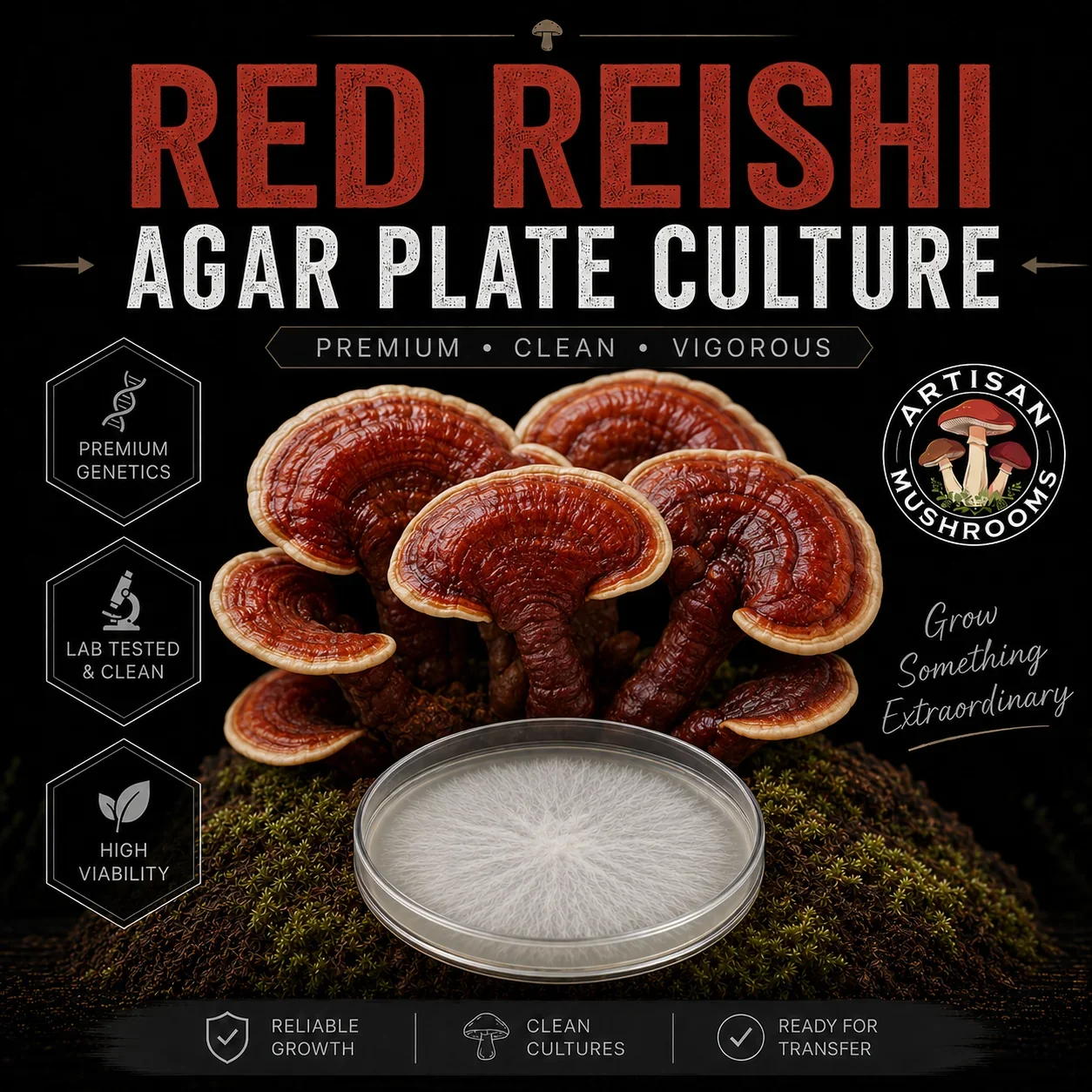 Red Reishi Agar Plate Culture