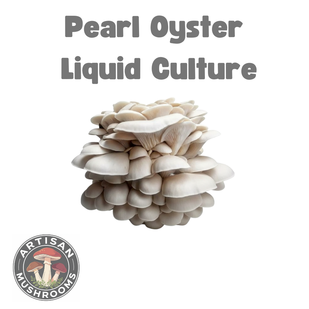 pearl oyster.png