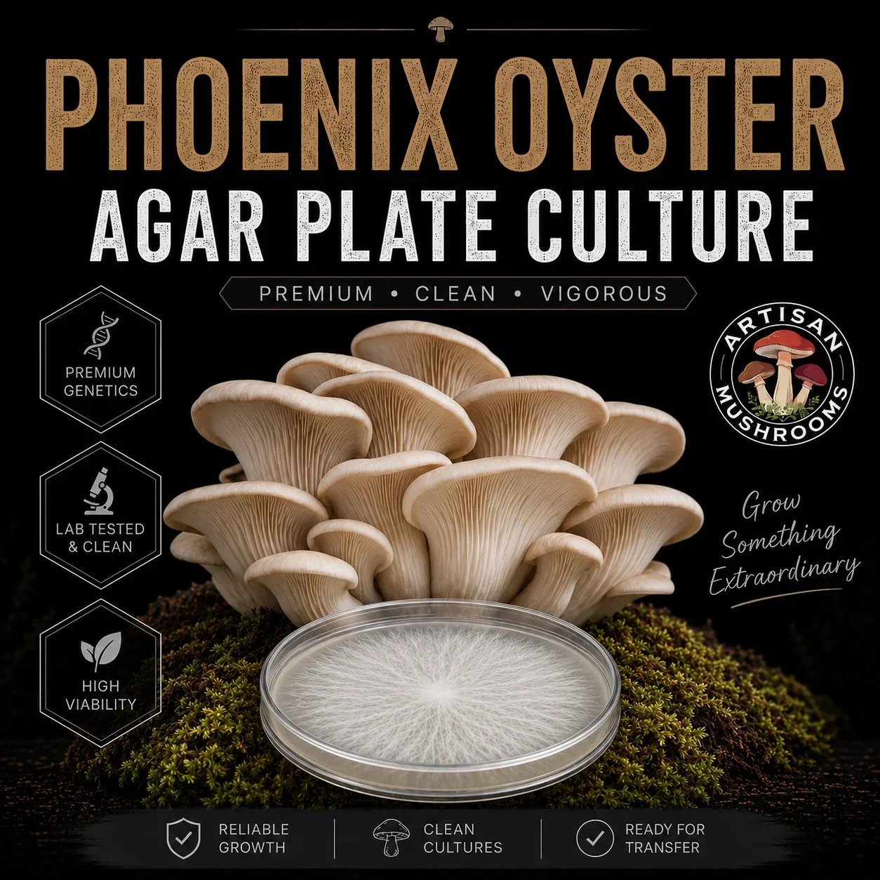 Phoenix Oyster Agar Plate Culture