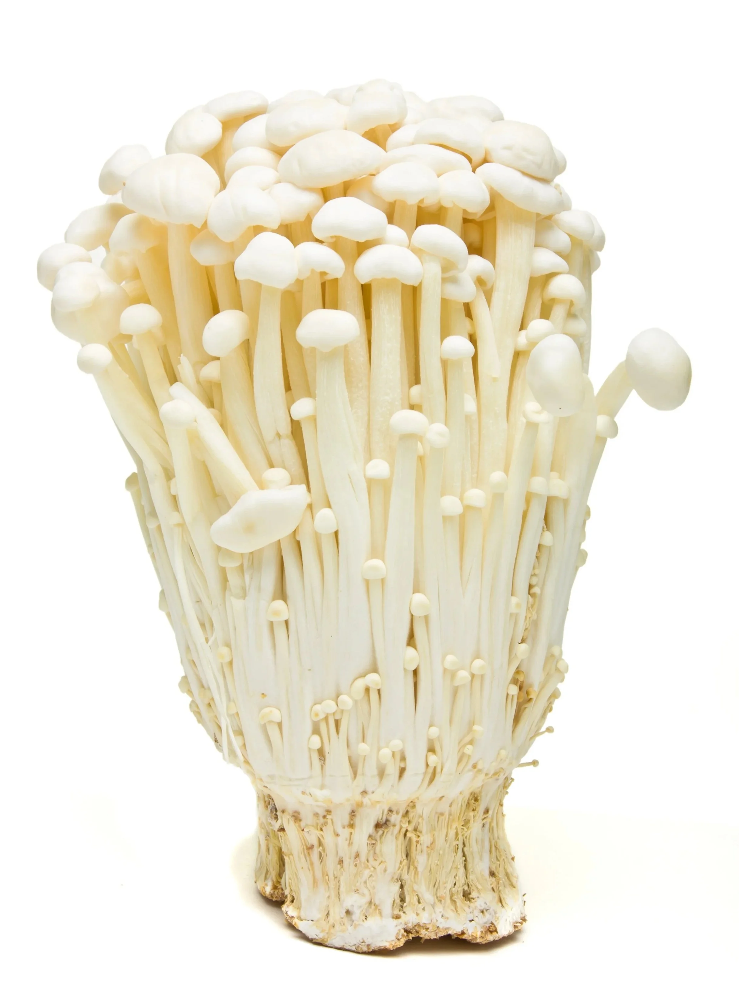 Enoki