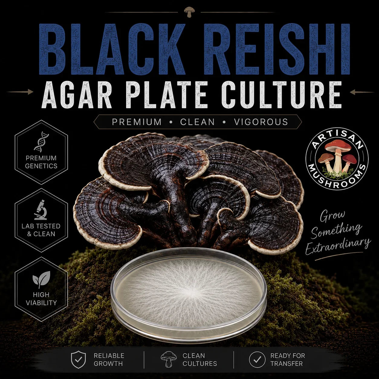 Black Reishi Agar Plate Culture