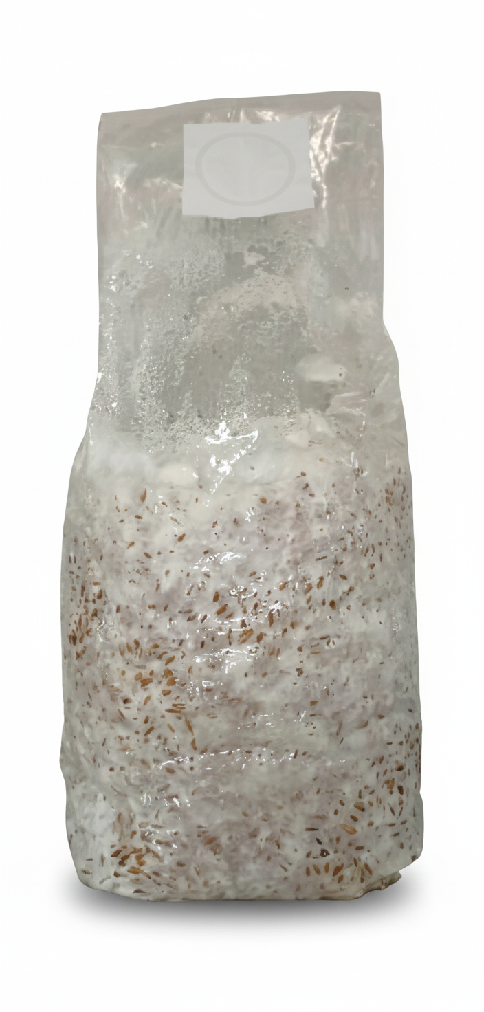 Grain Spawn - Made Fresh To Order