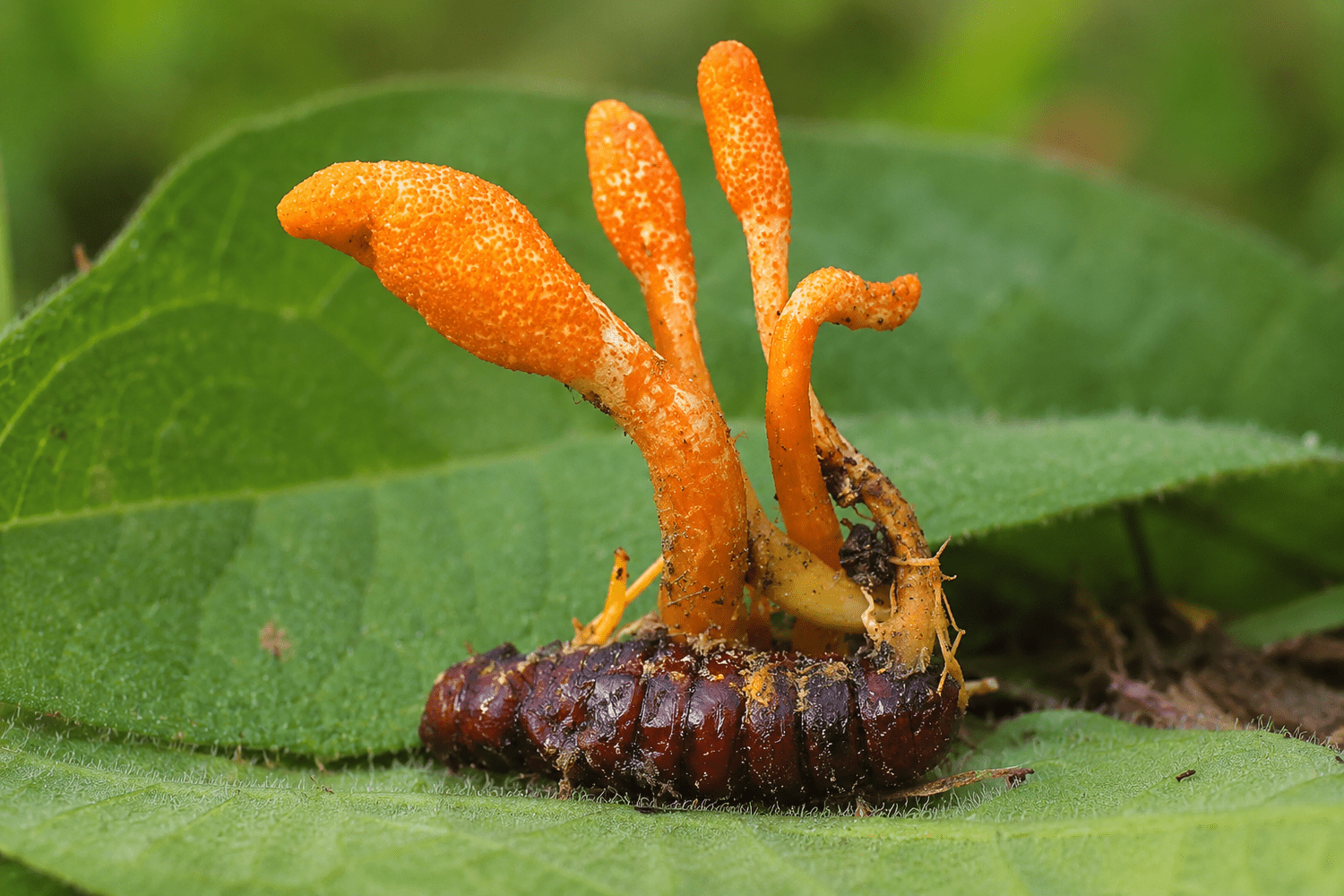 Wild Cordyceps militaris fruiting bodies emerging from an insect host on green leaves