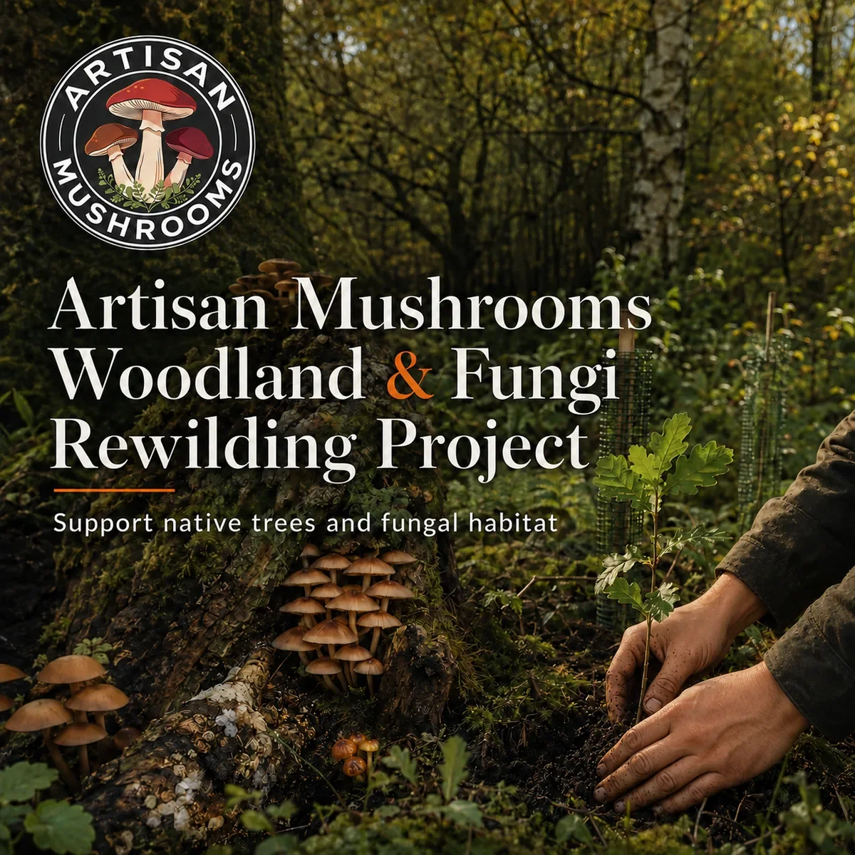 Artisan Mushrooms Woodland & Fungi Rewilding Project
