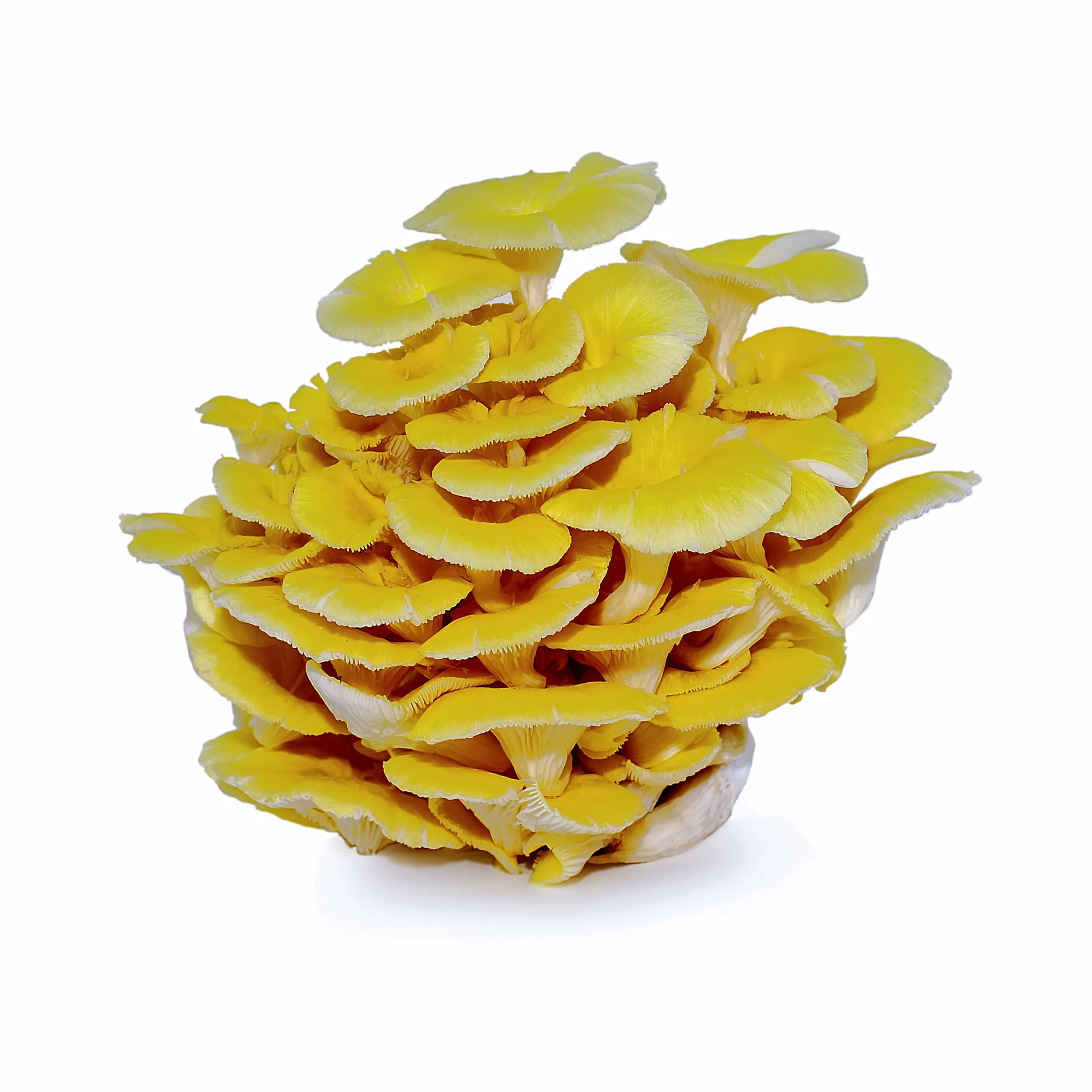 Fresh Golden Oyster mushrooms with vivid yellow caps growing in a dense cluster