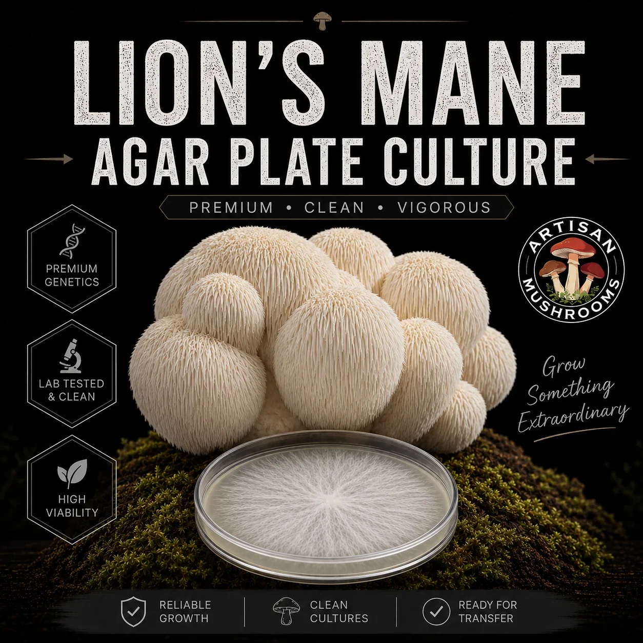 Lion's Mane (Hericium erinaceus) mushroom mycelium agar plate culture with a realistic mushroom cluster on a dark Artisan Mushrooms product background.