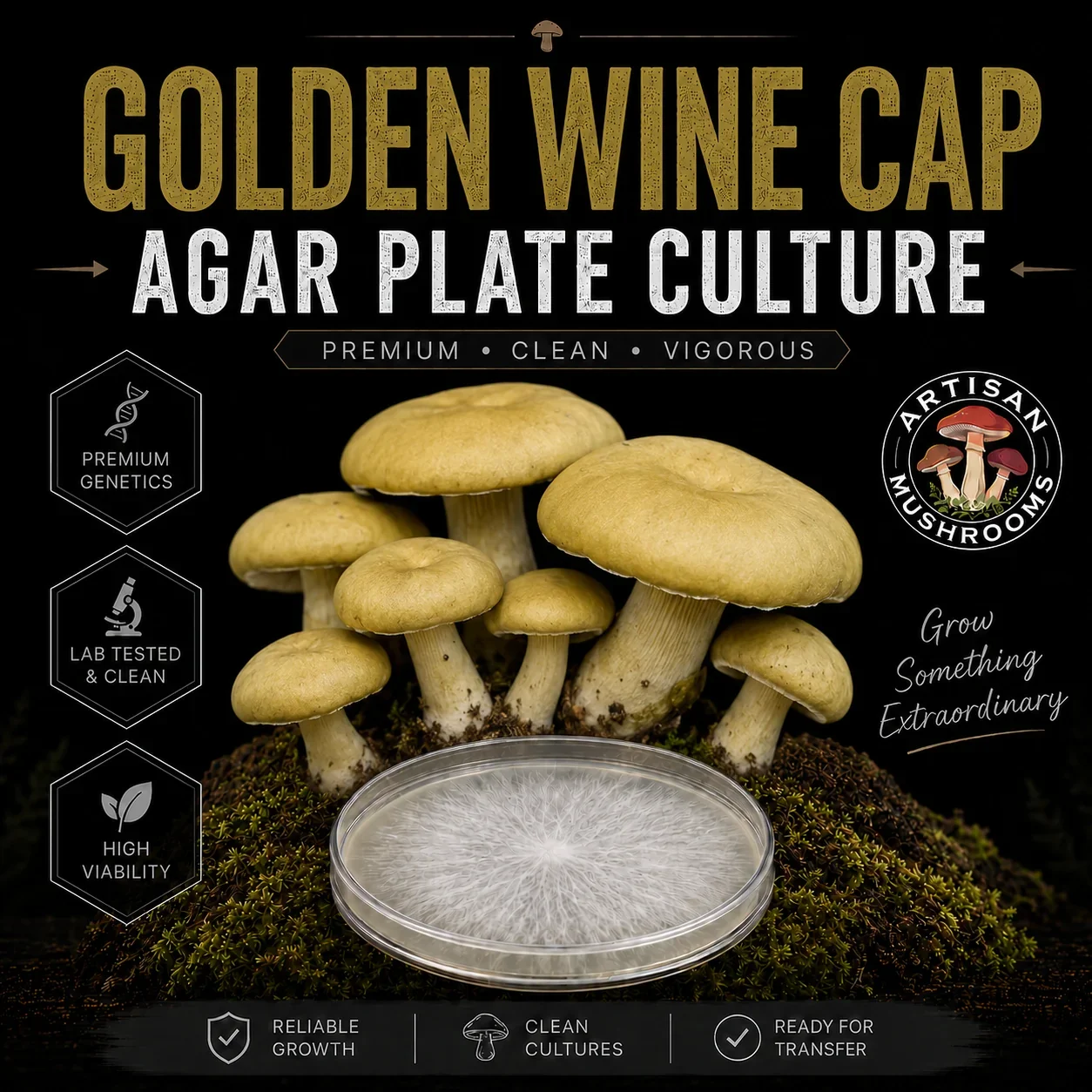 Golden Wine Cap Agar Plate Culture