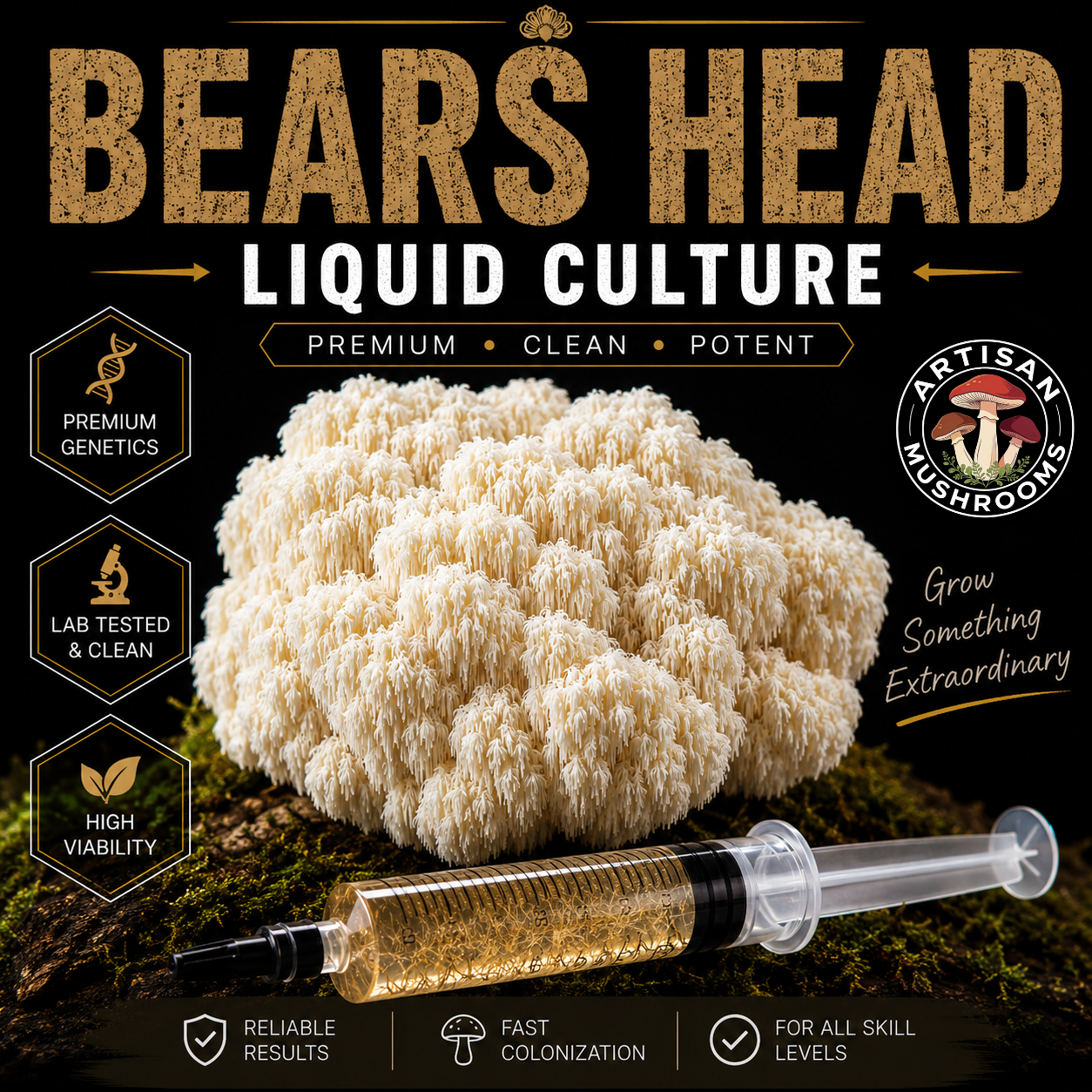 Lion's Mane (Bears Head)