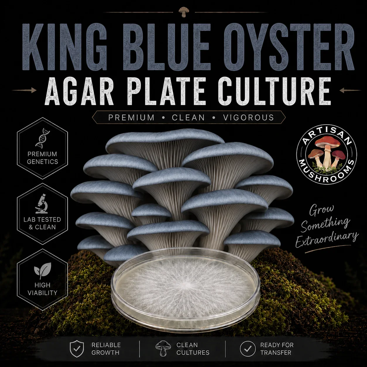 King Blue Oyster Agar Plate Culture