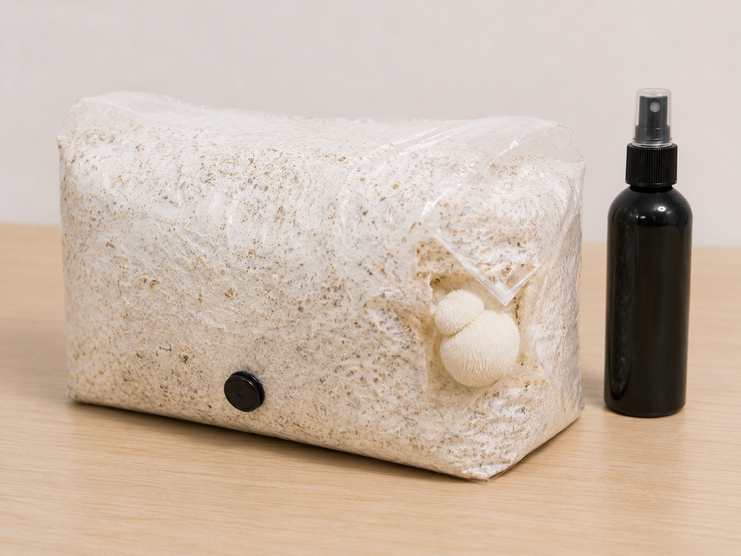 Lion’s Mane mushroom fruiting through a small side opening in a colonised hardwood grow bag