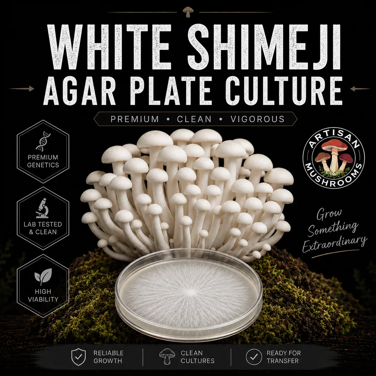 White Shimeji Agar Plate Culture