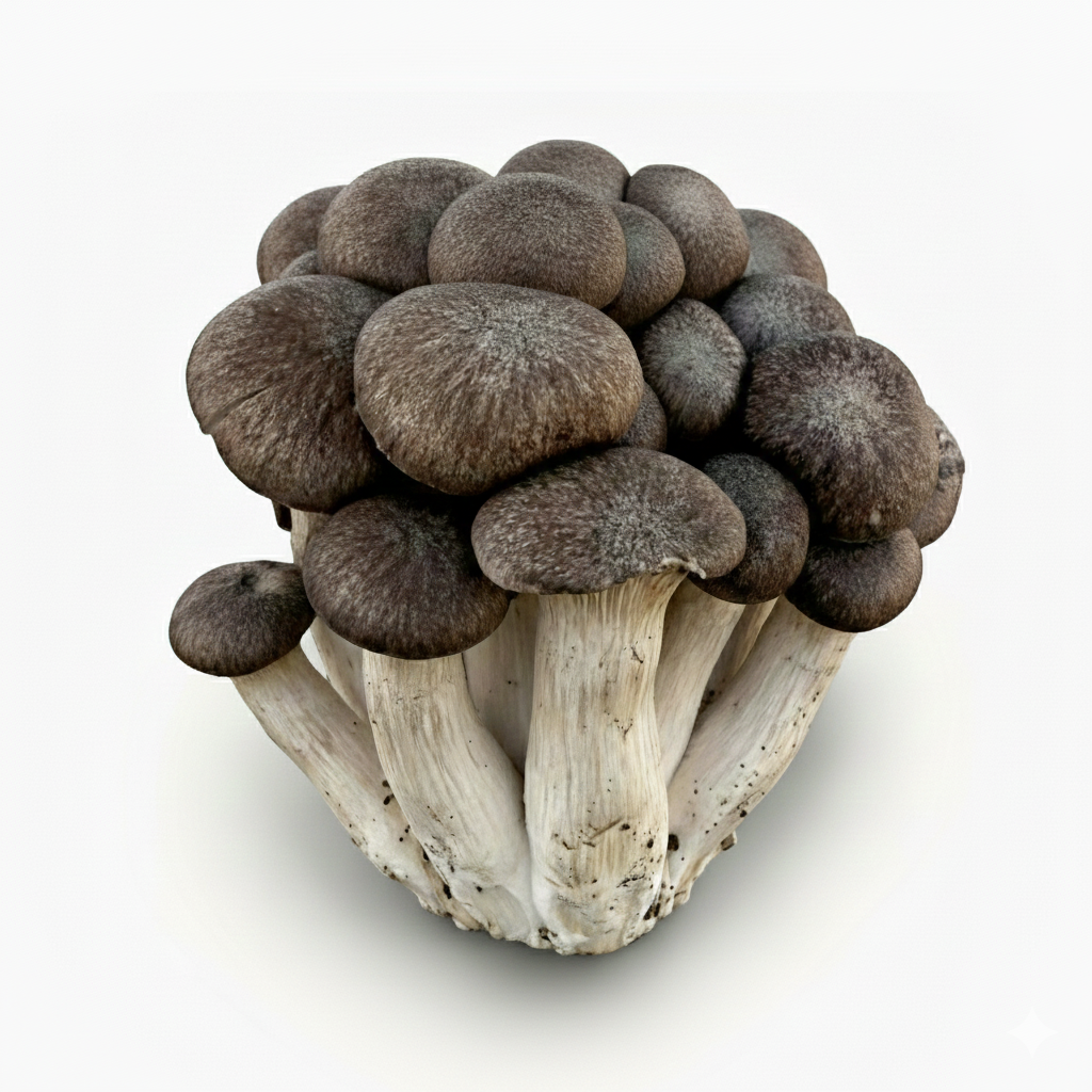 Black Pearl King Oyster