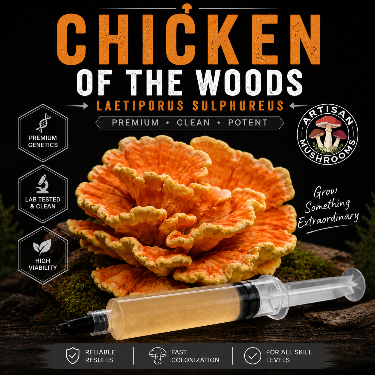 Chicken of the Woods mushroom liquid culture syringe with active Laetiporus sulphureus mycelium