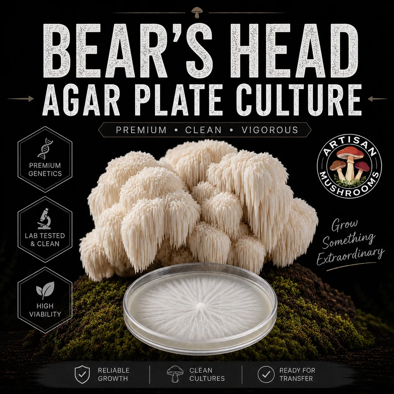 Bear's Head Lion's Mane Agar Plate Culture