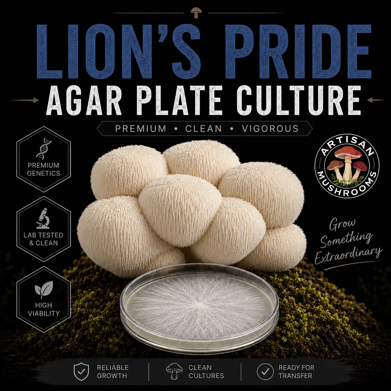 Lion's Pride Lion's Mane Agar Plate Culture