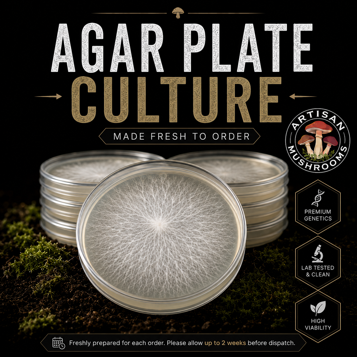 Stacks of agar plate cultures with a fully colonised mycelium plate in the foreground, Artisan Mushrooms made-fresh-to-order product image.