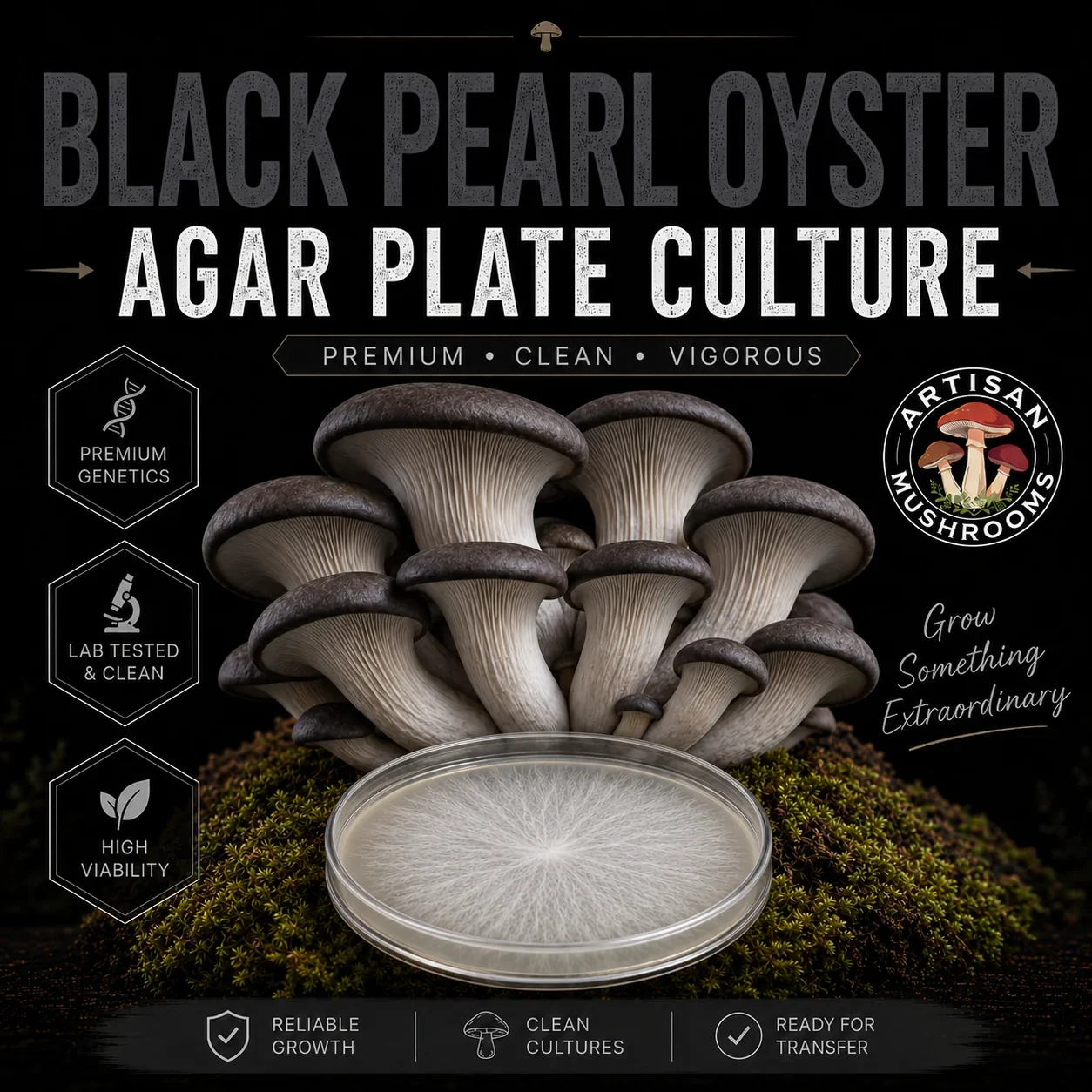 Black Pearl Oyster Agar Plate Culture
