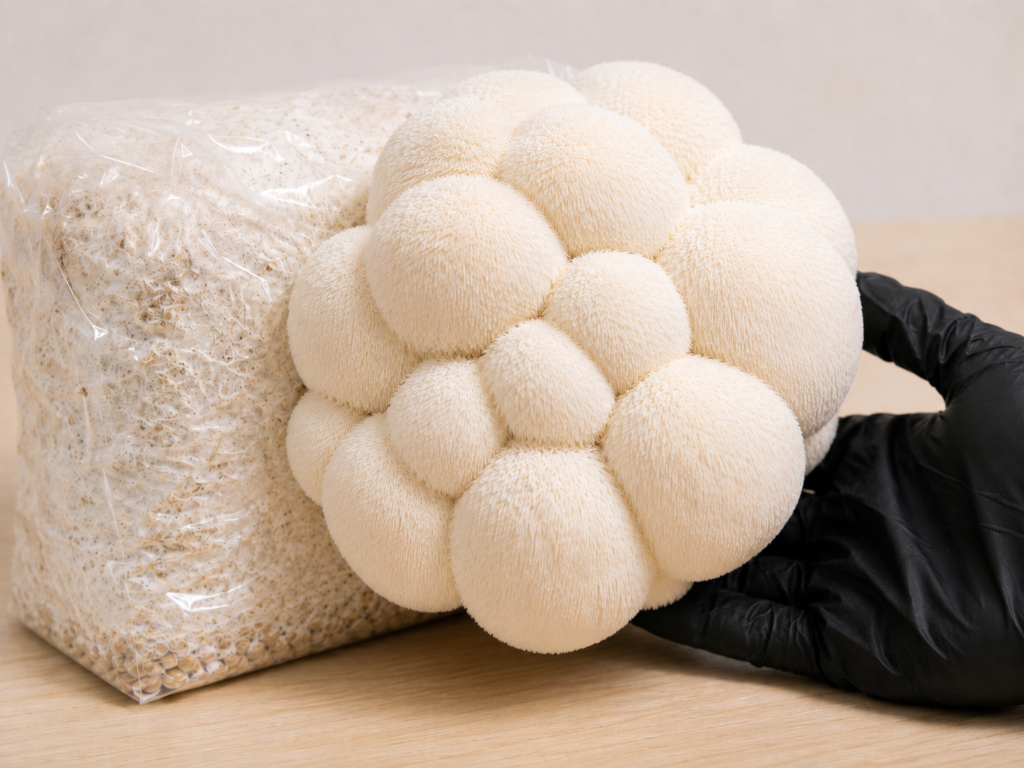 Large mature white Lion’s Mane mushroom cluster with hanging spines ready to harvest from a colonised hardwood grow block