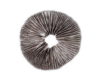 Cambodian Spore Print